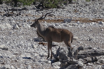 KUDU PRESSO POZZA ACQUA PARCO ETOSHA NAMIBIA - KUDU AT WATER POOL ETOSHA PARK NAMIBIA