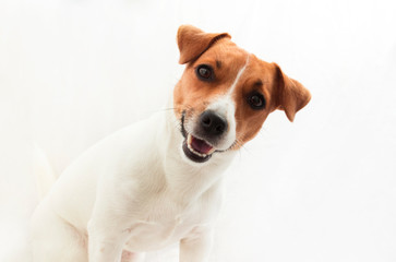 Jack Russell Terrier on a white background sitting sideways with a cute smile on his face