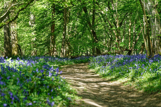 Carpet of Bluebells at Ellenbrook Fields, Hatfield in Spring