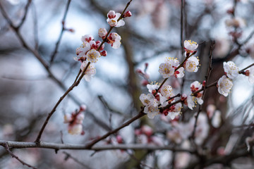 blooming almonds in the Park in spring