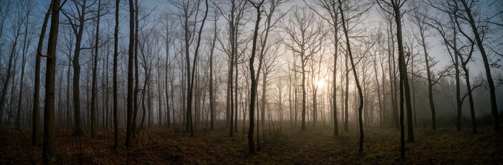 Panorama of morning forest in foggy weather