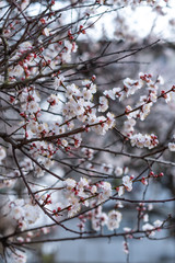 blooming almonds in the Park in spring