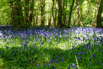 Carpet of Bluebells at Ellenbrook Fields, Hatfield in Spring