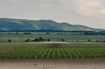 landscape with vineyards in cloudy weather