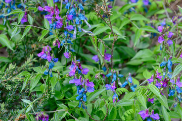 Obraz premium Color Polygonatum multiflorum growing in the garden