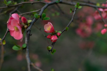 Red blossom tree in springtime