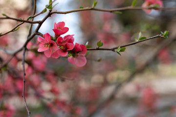 Fototapeta na wymiar Red blossom tree in springtime