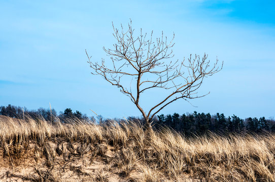 Tree In Dune