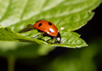 Marienkäfer auf grünem Blatt im Frühling