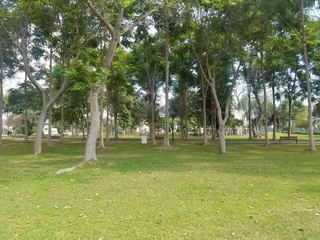 pequeño bosque