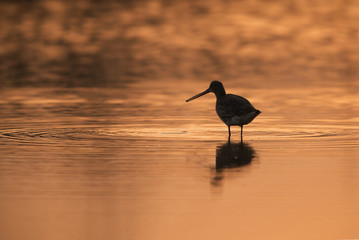 Bar-tailed Godwit in the morning light