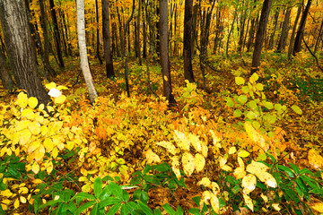 Autumn colorful forest view