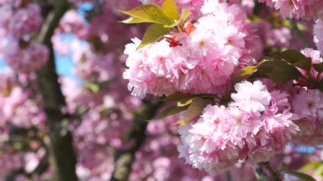 Pink cherry blossom flowers during a beautiful springtime evening with sunlight and a clear sky.