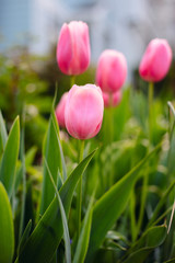 Pink tulips in spring garden.