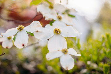 Fototapeta na wymiar White Dogwood Blossoms