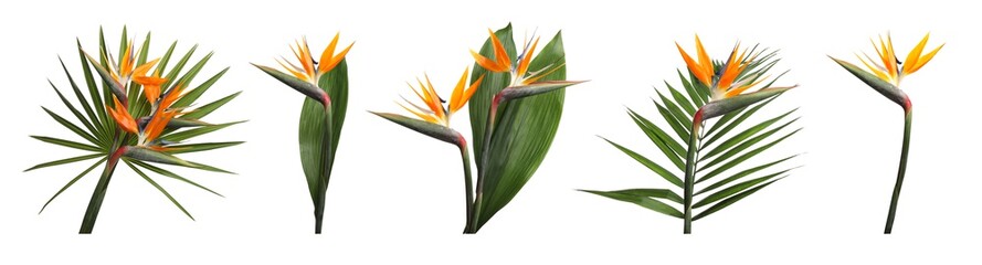 Set with beautiful Bird of Paradise tropical flowers and green leaves on white background. Banner...