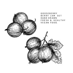Hand drawn gooseberry branch, leaf and berry. Engraved vector illustration. Dewberry agriculture plant. Summer harvest, jam or marmalade vegan ingredient. Menu, package, cosmetic and food designю - 342040003