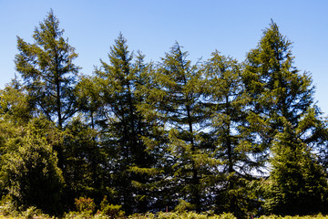 Fototapeta premium trees in the top of a hill
