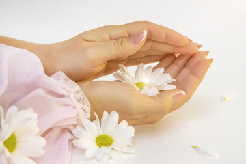 Fototapeta na wymiar Beautiful female hand with white chrysanthemums on a light background. Concept: softness and tenderness, anti-aging effect, smoothing of wrinkles, ease of movement.