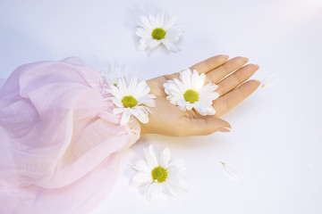 Beautiful female hand with white chrysanthemums on a light background. Concept: softness and tenderness, anti-aging effect, smoothing of wrinkles, ease of movement.