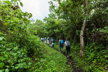 Democratic Republic of Congo - March 10, 2018. Tourists hiking through the rainforest in Virunga...