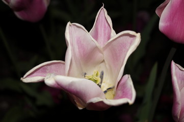 pink magnolia flower