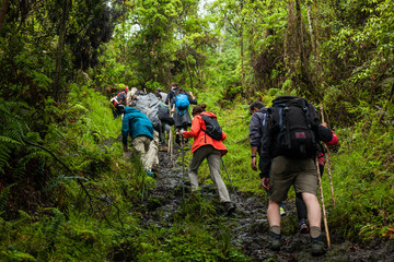Democratic Republic of Congo - March 10, 2018. A group of people hiking up the volcano in Virunga...