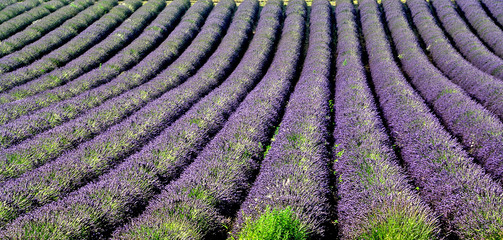 Fototapeta na wymiar Farbenprächtiges Lavendelfeld