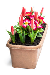 Dwarf tulips and primrose in rectangular pot isolated on white