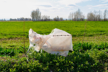 Nylon sack attached to the barbed wire of a green field. The farmer threw the agricultural sack he used and caused environmental pollution.
