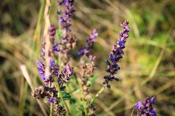 lavender flowers in the field