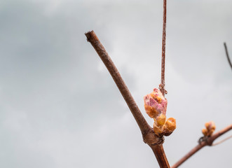 Bud break on grapevine in early spring