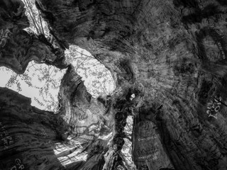 Wood texture shot from the bottom up inside the trunk in black and white style