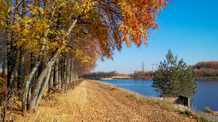 Autumn trees in yellow foliage hanging over the water surface of the canal