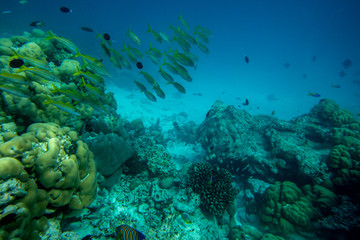 Naklejka na ściany i meble Underwater world coral reef landscape with colorful tropical exotic fish and marine life