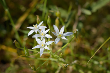 Ornithogalum umbellatum (garden star of Bethlehem, grass lily, nap at noon, or eleven o'clock lady)...