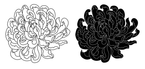 Hand drawn chrysanthemum flower outline and isolate on white background. Botanical chrysanthemum flower tattoo.