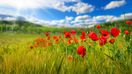 Fototapeta na wymiar Poppy flowers on a green field or grassland, with deep blue sky, white clouds and rays of sunlight in the background