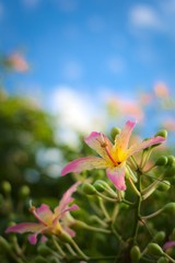 Fototapeta na wymiar Colorful, exotic flower of a silk floss tree (Ceiba speciosa) on a bright summer day. Close up shot.