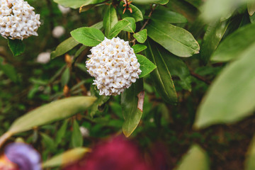 Viburnum growing in the garden
