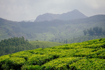 Naklejka premium big and sun green plantation of tea in India .