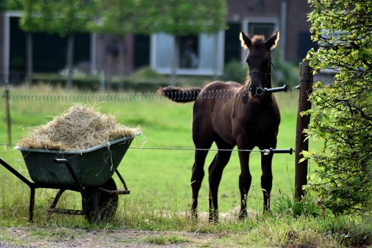 Brown Horse Standing By Wheelbarrow On Grassy Field