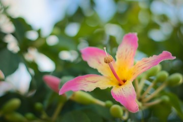 Colorful, exotic flower of a silk floss tree (Ceiba speciosa) on a bright summer day. Close up shot.