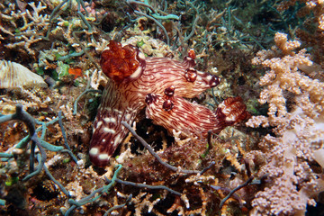 macro photo unusual nudibranch clam, diving in Philippines       
