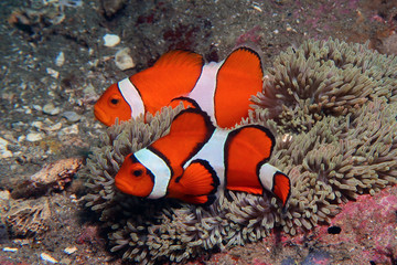 bright anemone fishes in the ocean, underwater photo diving in the Philippines      