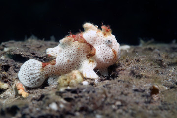  frog fish in the ocean, underwater photo diving in the Philippines     