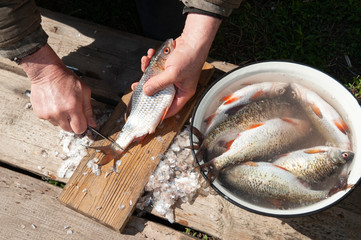 A close-up of the hands of a Muscovite as he peels a piece of fish with a knife and puts it in a bowl. Works on wooden boards, holds roach by the head, tail, floats
