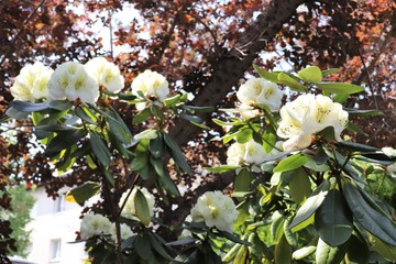 Fleurs blanches de rhododendron au printemps - Ville de Corbas - Département du Rhône - France