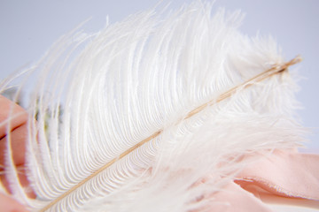 White ostrich feather on pink background. Mother's day greeting card. Valentine's Day. Copy space