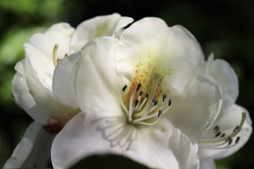 Fototapeta na wymiar Fleurs blanches de rhododendron au printemps - Ville de Corbas - Département du Rhône - France